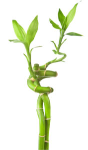 growth of trees 