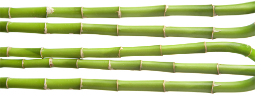 cutting bamboo